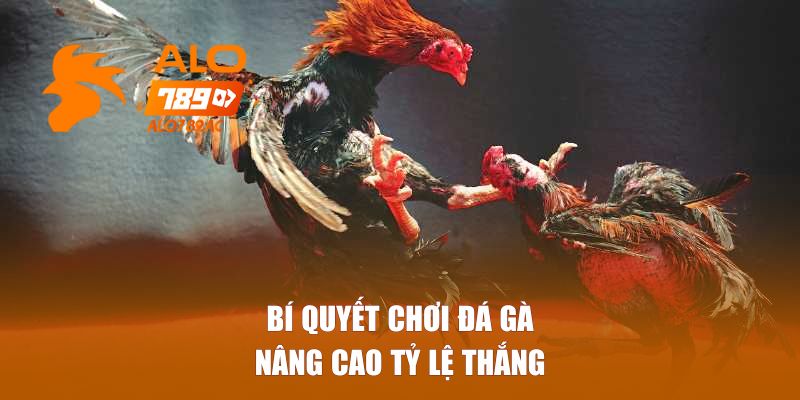 Bí quyết chơi đá gà nâng cao tỷ lệ thắng
